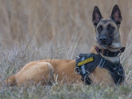 Kali, a service dog from the Kaliningrad region, helped find a man in the forest